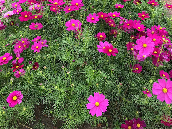 武汉楼顶鲜花|收购风景树